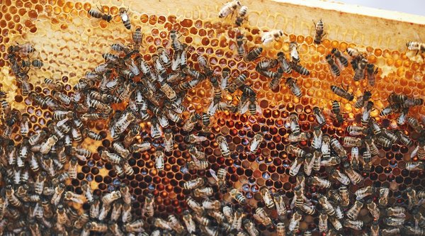 Où découvrir les secrets de l'apiculture dans les montagnes de Slovénie ?