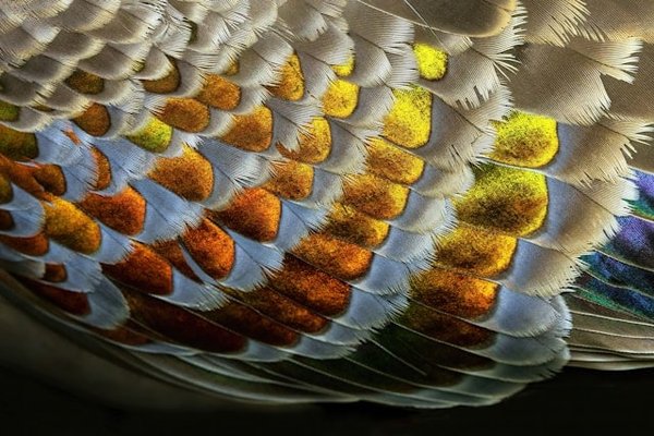 Où découvrir l'art de la fauconnerie en Irlande : expériences immersives et conseils ?